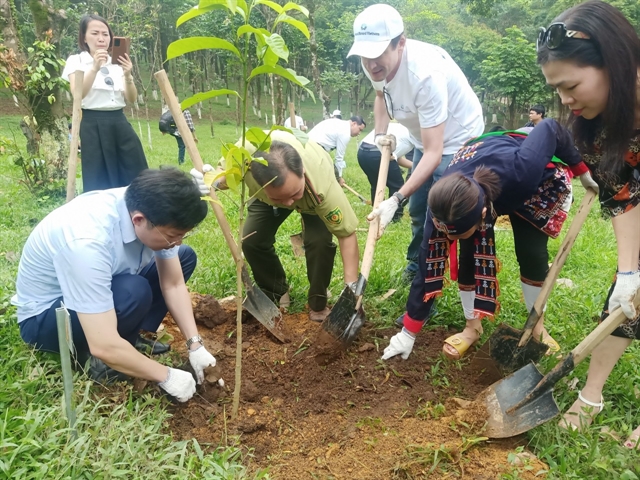 VN plants trees for World Day to Combat Desertification and Drought